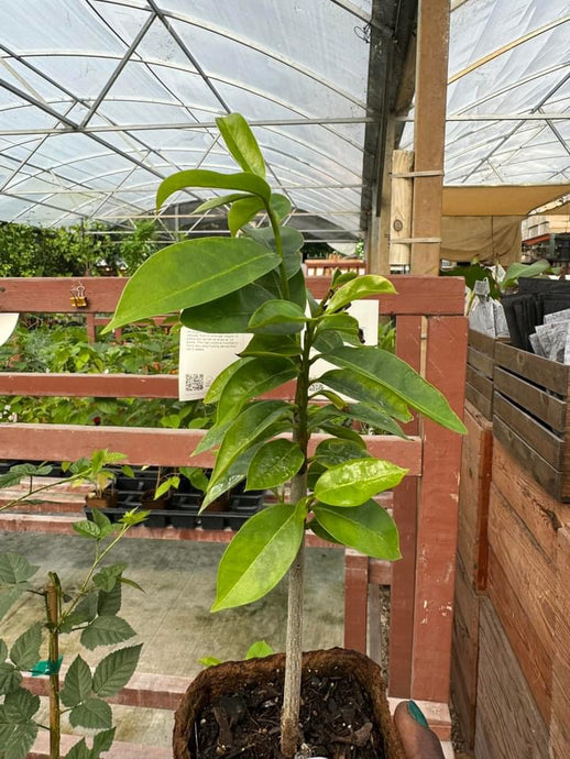 Soursop Tree - Plant and Heal