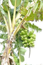 A banana plant with a hanging bunch of green fruit.