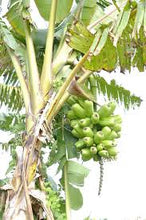 Cargar imagen en el visor de la galería, Popoulu Red Trunk (RARE) Live Banana Plant - Plant and Heal
