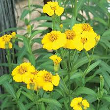 Mexican mint marigold with clusters of bright yellow flowers and narrow green leaves.