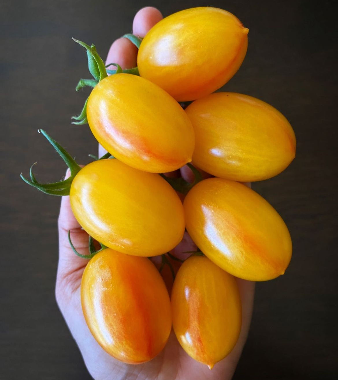 A hand holding several elongated golden-yellow tomatoes.
