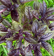 Dark Opal Basil Heirloom Seeds - Plant and Heal