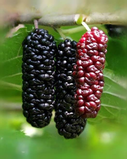A dark purple mulberry beside a reddish mulberry on a branch.