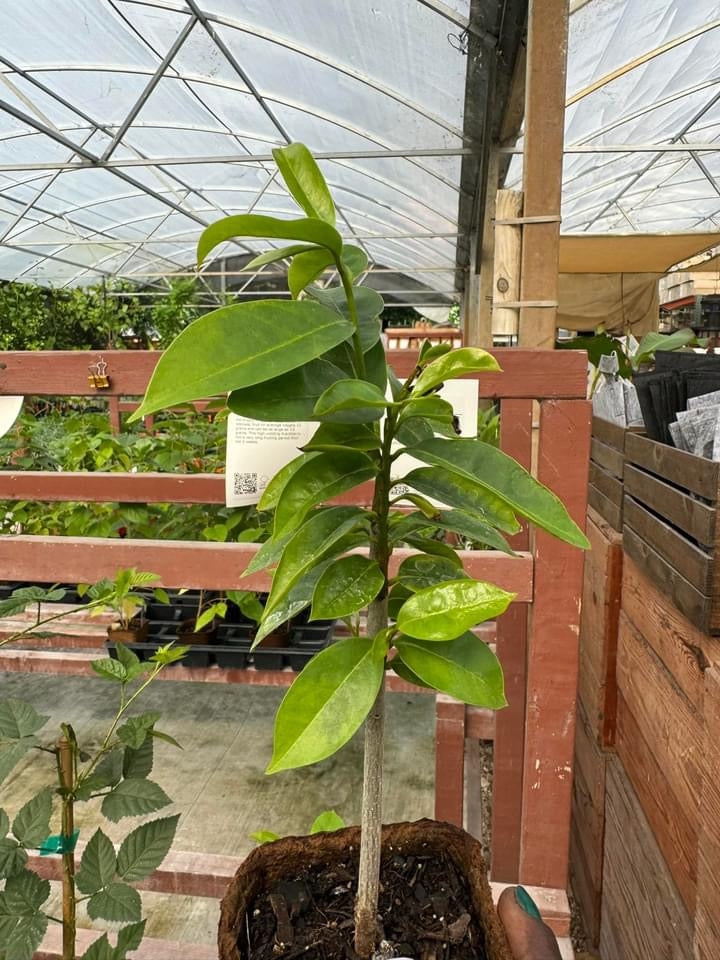 A young soursop tree in a nursery pot inside a greenhouse.