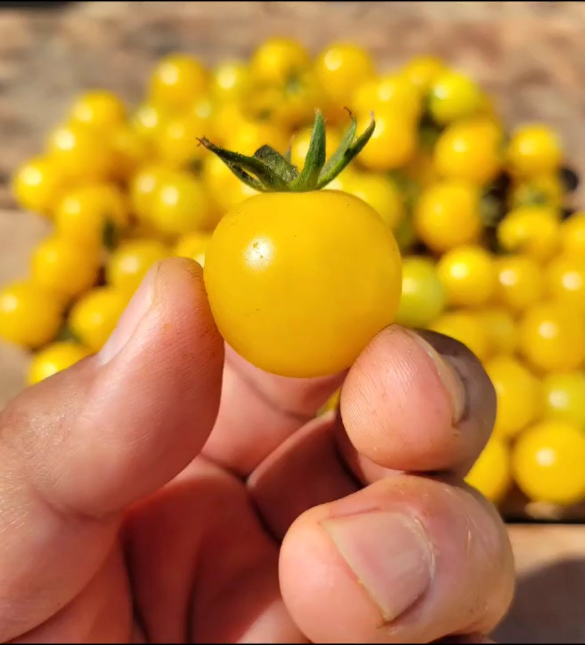 A hand holding a yellow cherry tomato above a pile of yellow tomatoes.