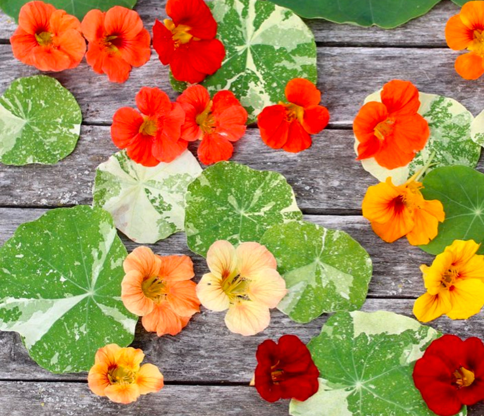 Red, orange, and yellow nasturtium flowers with variegated leaves on weathered wood.