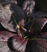 Load image into Gallery viewer, Pak Choi Red Tatsoi Cabbage Seeds - Plant and Heal
