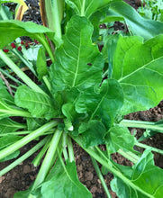 Load image into Gallery viewer, Perpetual Spinach Chard Hierloom Seeds
