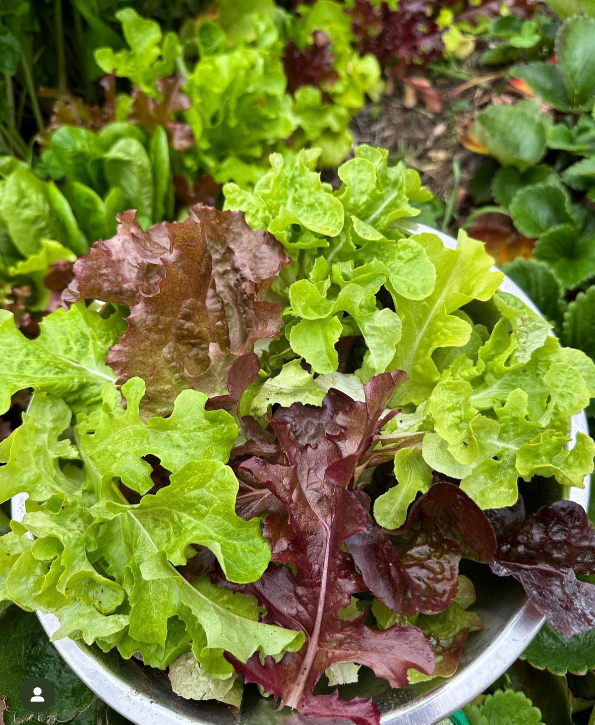 A bowl filled with mixed green and red leaf lettuces — from BlackOwnedSeeds.com.