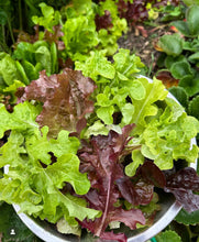 Load image into Gallery viewer, Mixed Greens - Gourmet Mixture Lettuce Heirloom Seeds
