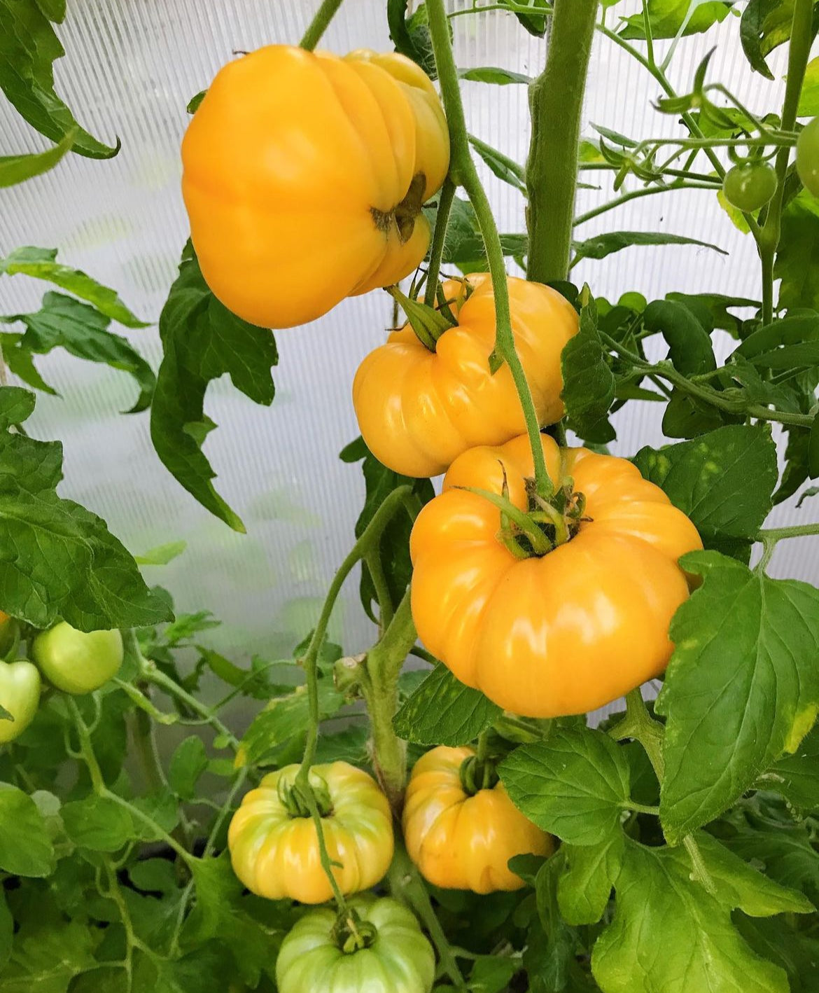 Yellow-orange tomatoes at several stages of growth along a tall vine.