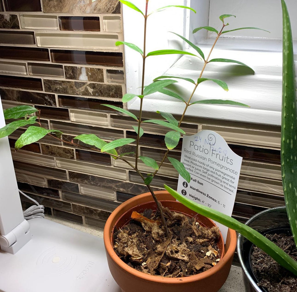A slender pomegranate plant with narrow leaves in a pot beside a window.