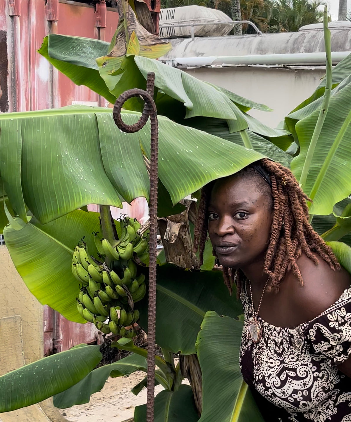A woman standing beside a compact banana plant bearing a bunch of green bananas.