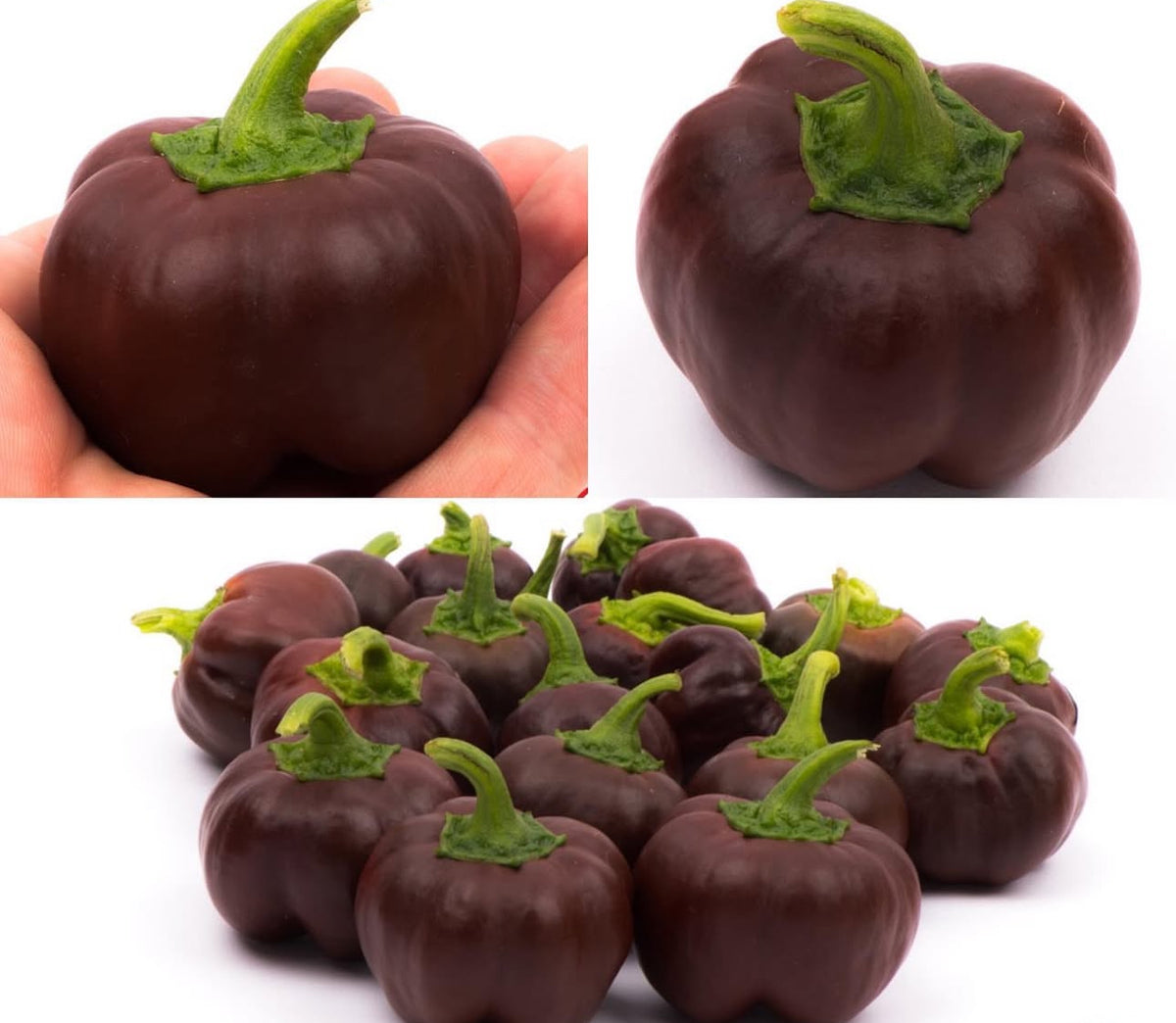 A collage showing small chocolate-brown bell peppers individually and in a pile.