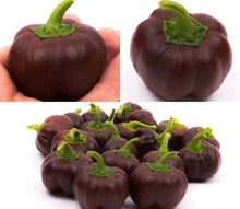 Load image into Gallery viewer, Mini Chocolate Sweet Bell Pepper Seeds
