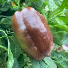 A brown bell pepper growing among green leaves.