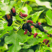 Mulberries at green, red, and dark purple stages growing among leaves.