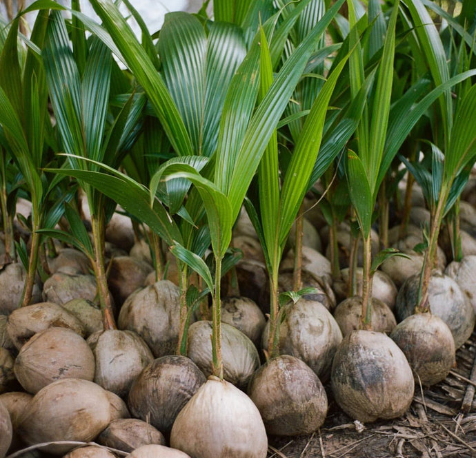 Sprouted Coconut - Plant and Heal