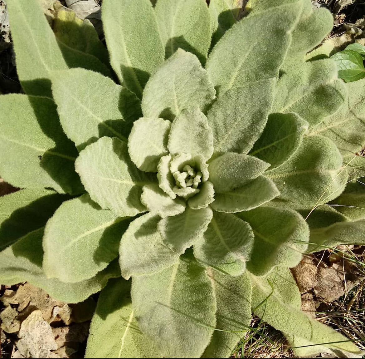 Mullein Seeds – Plant and Heal Co