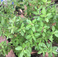 Green Leaf Tulsi holy basil growing with small green leaves and slender flower spikes — from BlackOwnedSeeds.com.