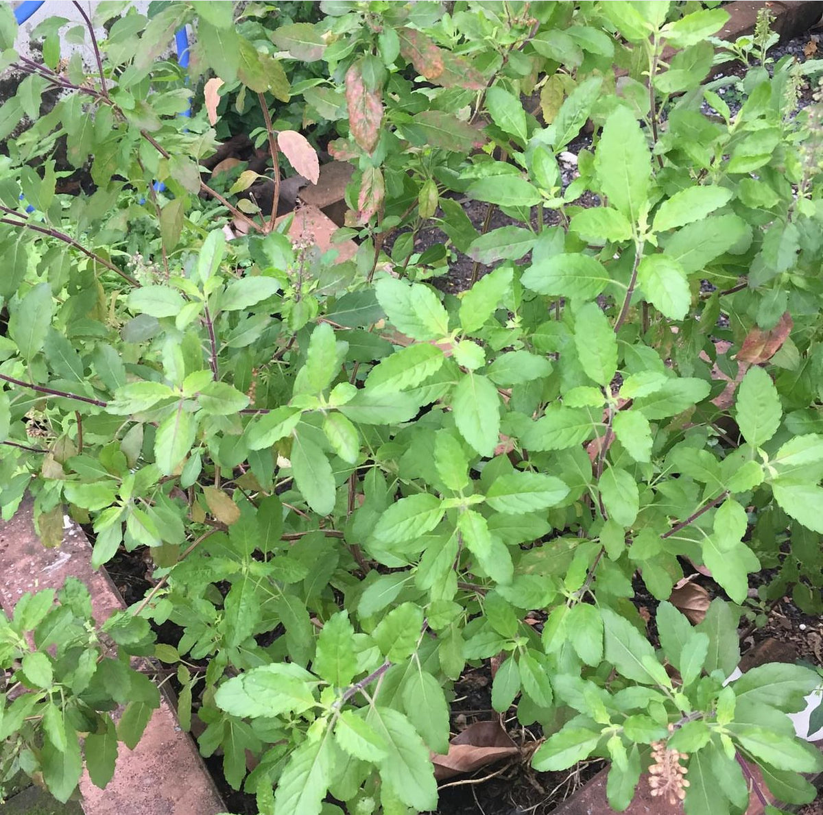 Green Leaf Tulsi holy basil growing with small green leaves and slender flower spikes — from BlackOwnedSeeds.com.