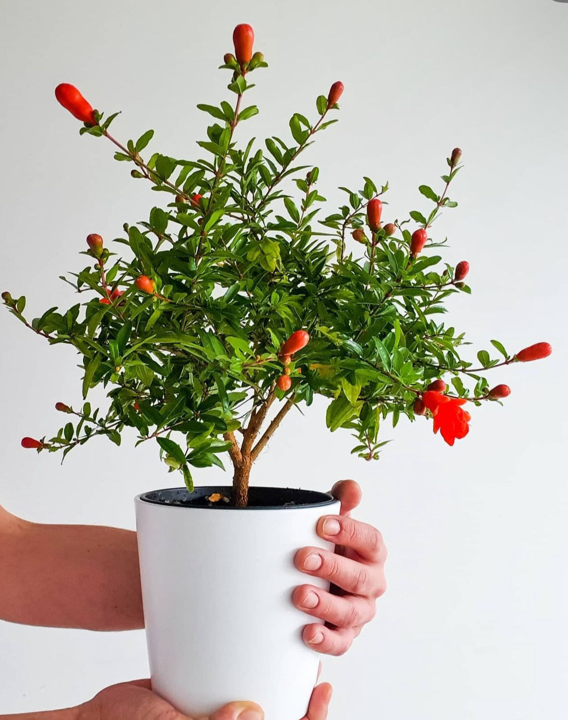 pomegranate house plant Patio Red Russian Dwarf Pomegranate Live Patio Fruit Tree
