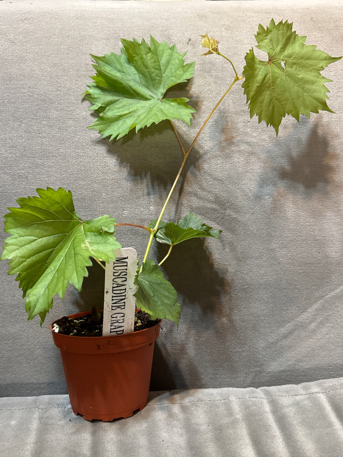 A young muscadine vine with lobed green leaves in a small pot.