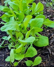 Load image into Gallery viewer, Slow Bolt Arugula Seeds - Plant and Heal
