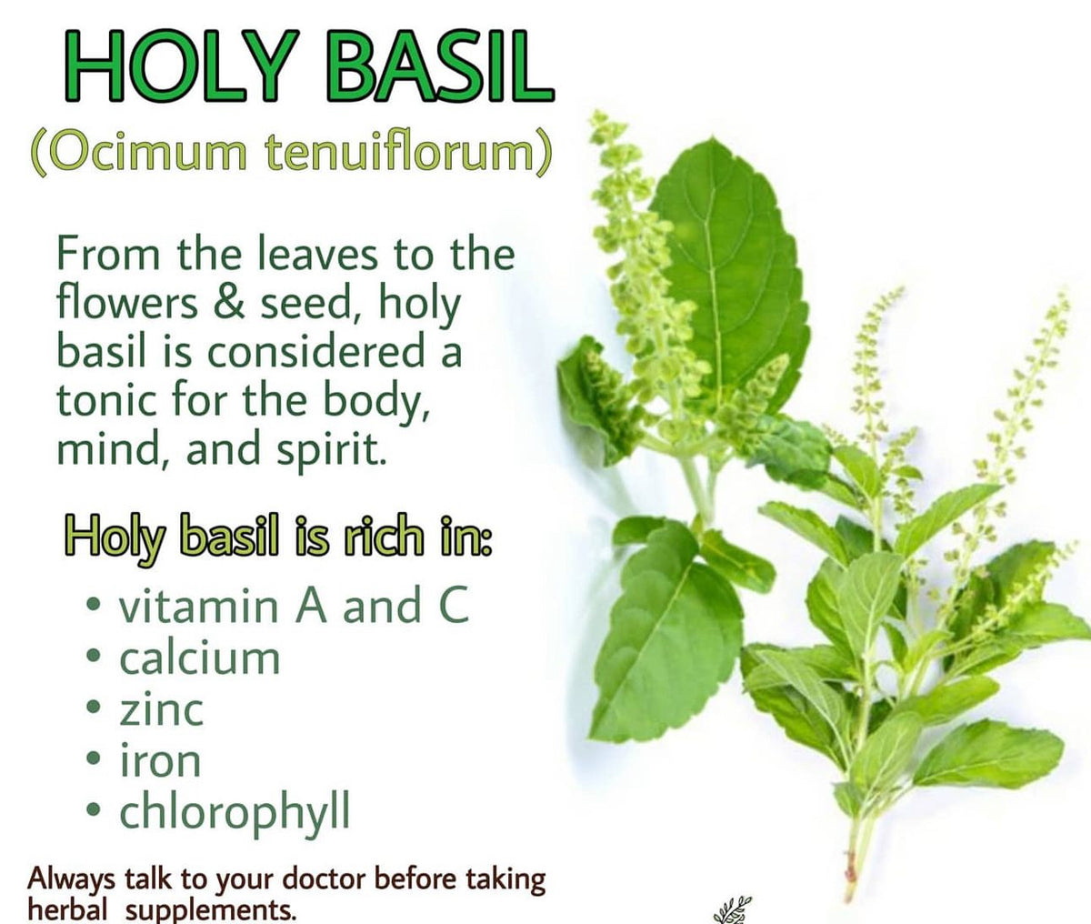 Graphic titled “Holy Basil (Ocimum tenuiflorum)” with leaves and flowers. It describes the plant as a tonic for body, mind, and spirit, lists vitamins A and C, calcium, zinc, iron, and chlorophyll, and advises talking to a doctor before taking herbal supplements.
