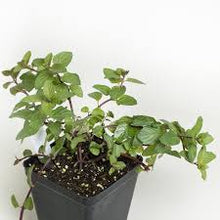 Load image into Gallery viewer, Chocolate Mint Plant
