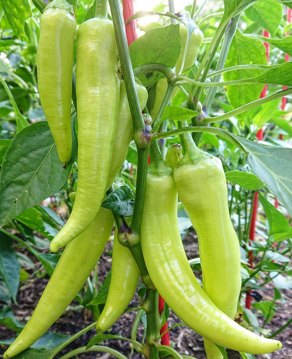 Long pale yellow-green Hungarian Sweet Wax peppers hanging from a leafy plant — from BlackOwnedSeeds.com.