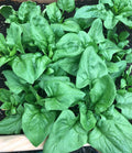 A dense bed of Viroflay spinach with broad green leaves — from BlackOwnedSeeds.com.