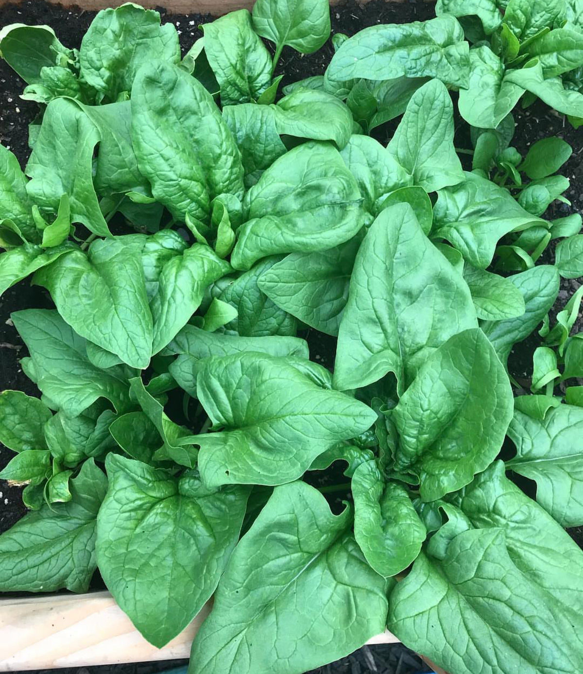 A dense bed of Viroflay spinach with broad green leaves — from BlackOwnedSeeds.com.