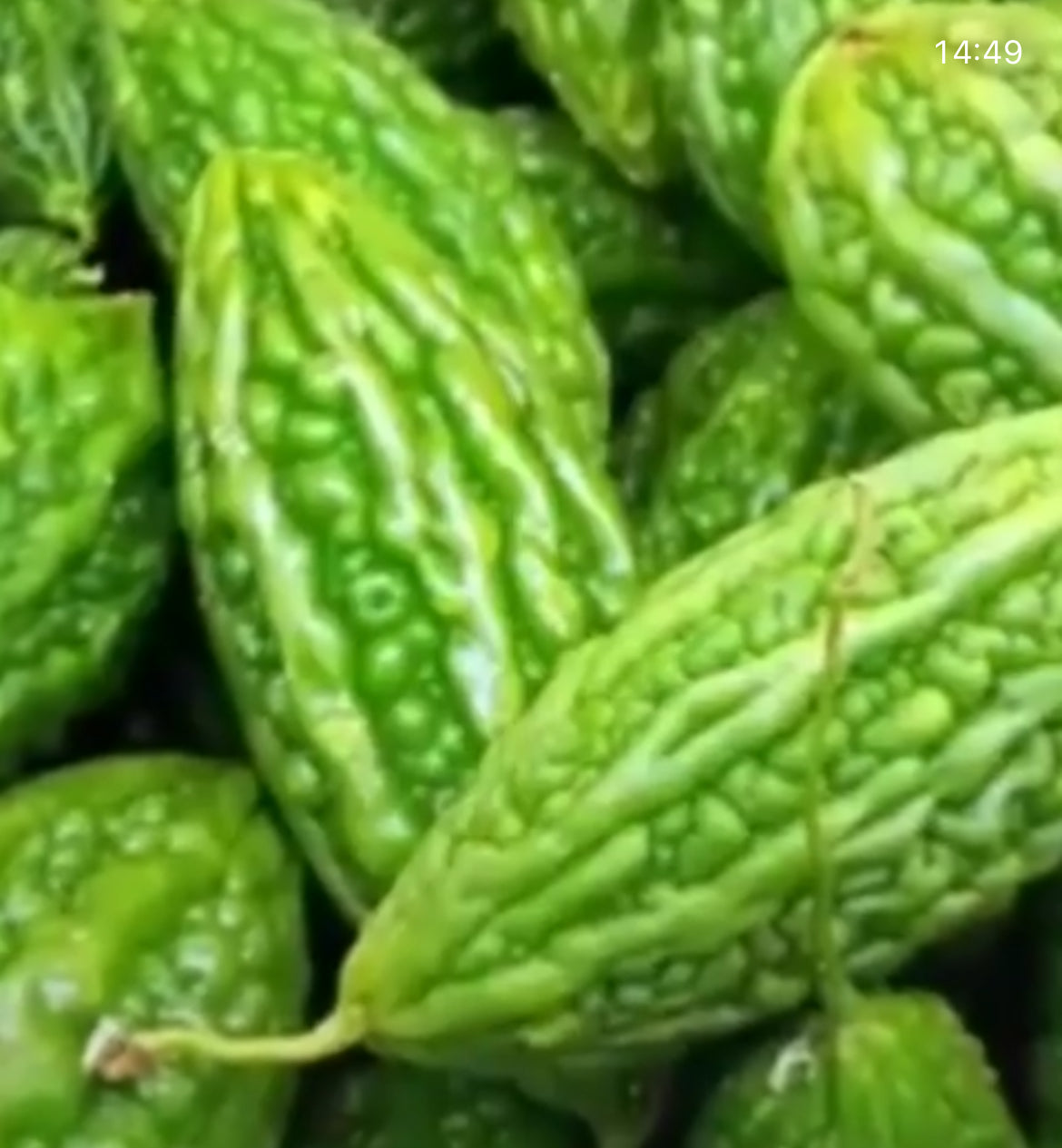A pile of green Mara bitter melons with deeply ridged, bumpy skins — from BlackOwnedSeeds.com.