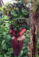 Cargar imagen en el visor de la galería, (RARE) Viente Cohol Live Banana Plant - Plant and Heal
