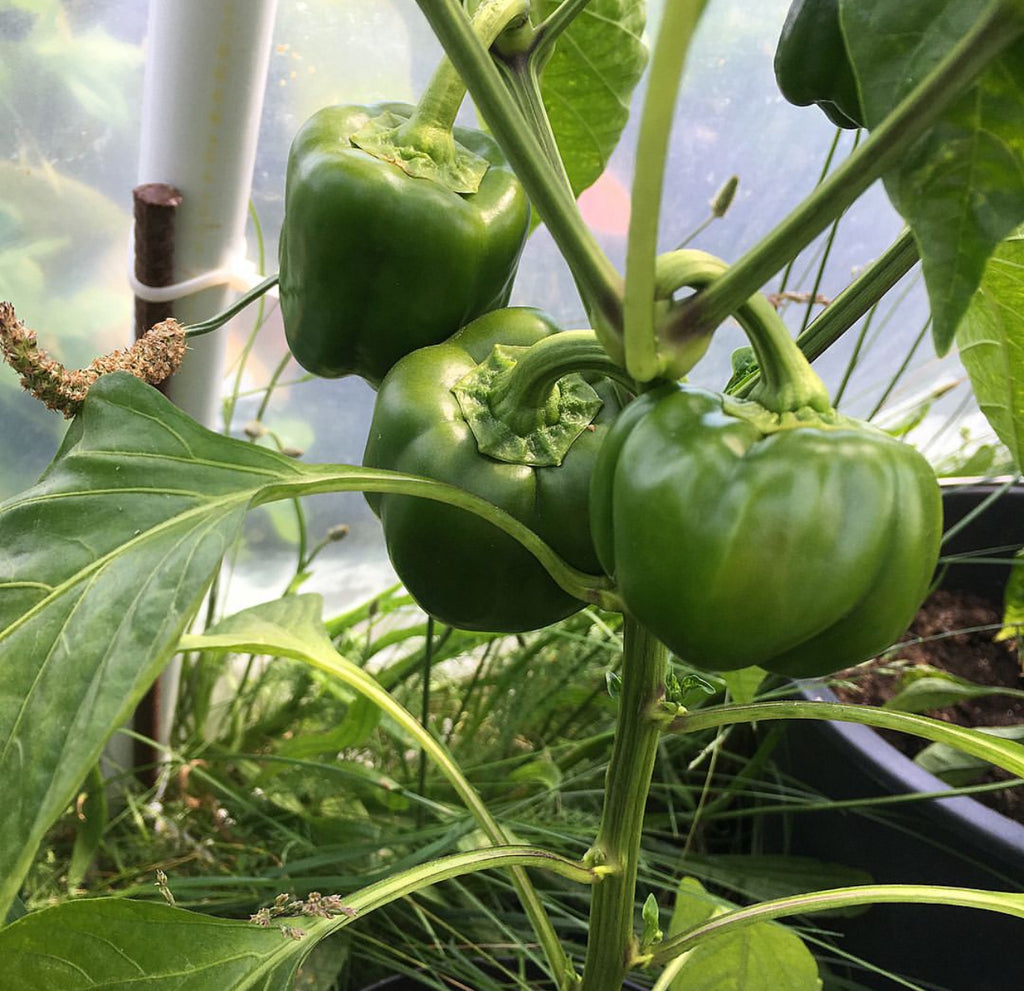 Green bell peppers clustered on a leafy plant.