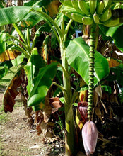 Cargar imagen en el visor de la galería, Dwarf Brazilian Live Banana Plant(RARE) - Plant and Heal
