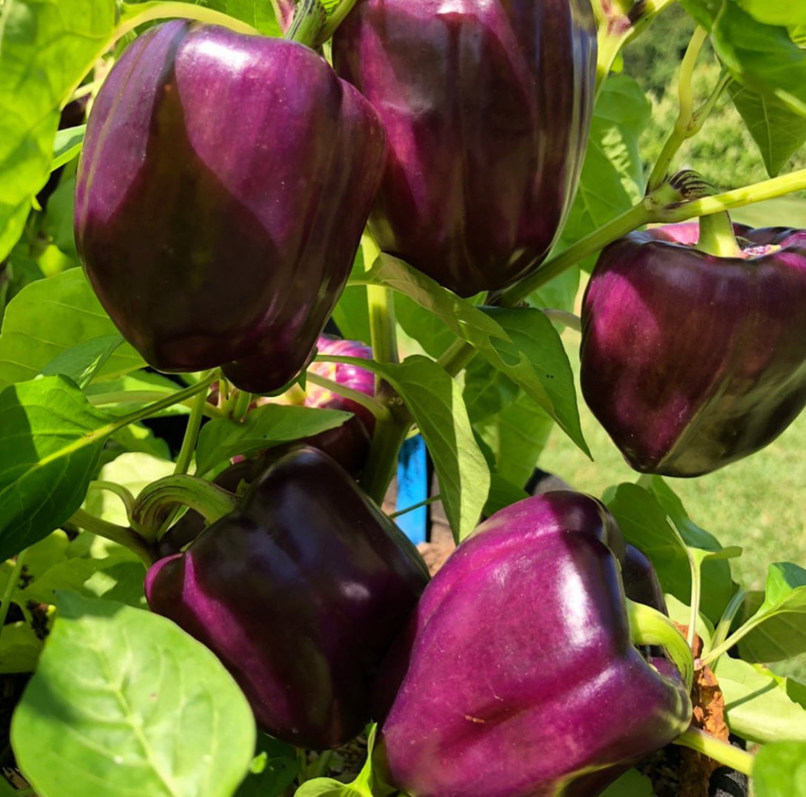 Purple bell peppers growing together among green leaves.