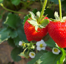 Load image into Gallery viewer, Quinalt Potted Strawberry Plant (2-3 plants per pot)
