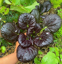 Load image into Gallery viewer, Pak Choi Red Tatsoi Cabbage Seeds - Plant and Heal
