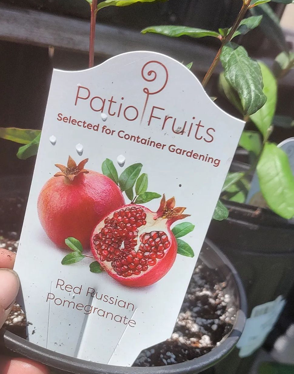 A Patio Fruits Red Russian Pomegranate tag beside a young potted plant.