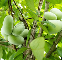 Load image into Gallery viewer, PREORDER Pawpaw Tree
