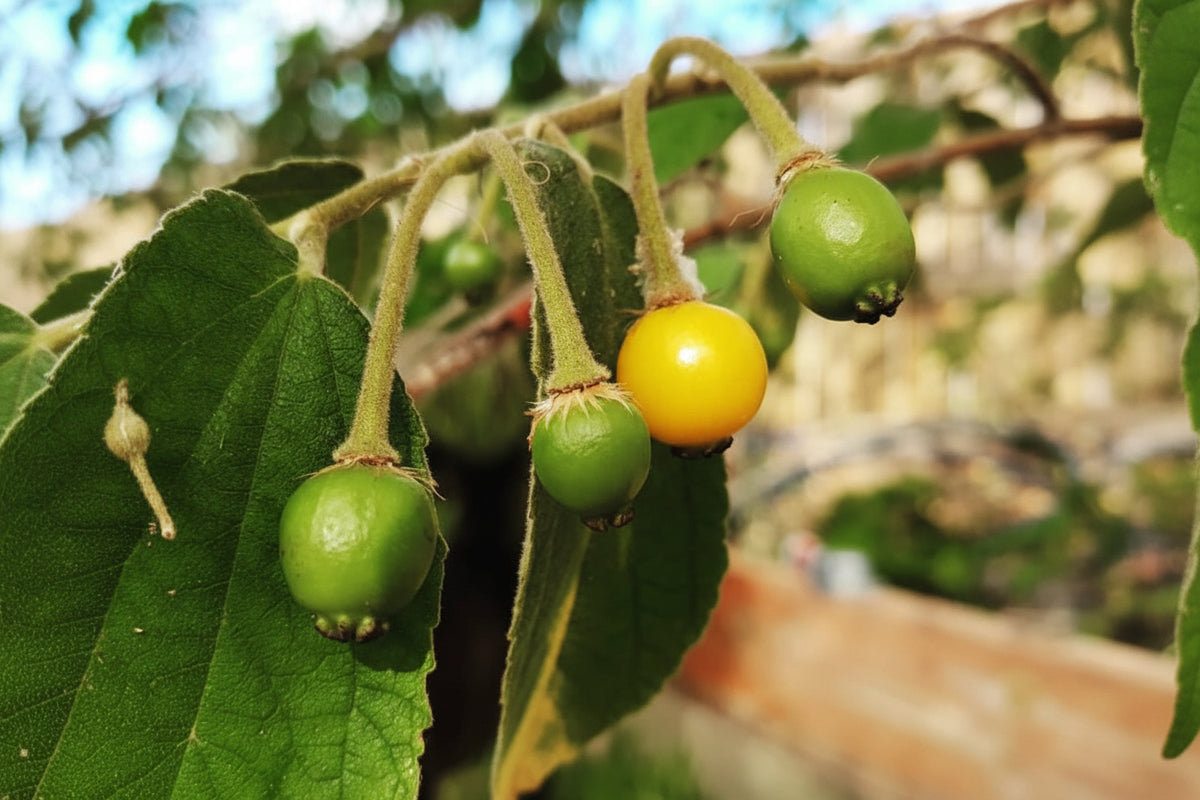 Green and golden-yellow Jamaican cherries hanging from a leafy branch.