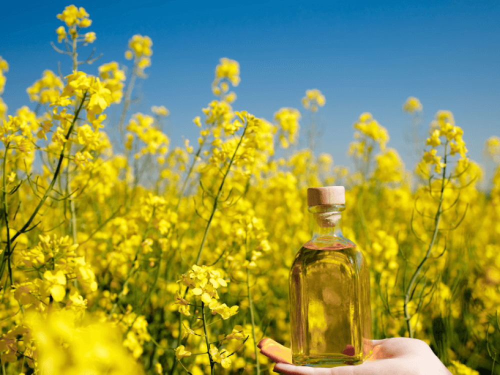 A hand holding a bottle of golden oil in front of a field of yellow flowers.