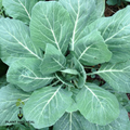 Champion collards forming a rosette of broad blue-green leaves with pale veins — from BlackOwnedSeeds.com.