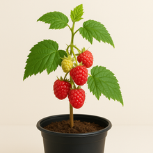 Load image into Gallery viewer, 🍓 Berry Bundle (PREORDER)
