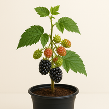 Load image into Gallery viewer, 🍓 Berry Bundle (PREORDER)
