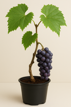 Load image into Gallery viewer, 🍇 Climb Bundle (PREORDER)
