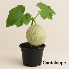 Cargar imagen en el visor de la galería, 🍇 Fig &amp; Grape Bundle (PREORDER)
