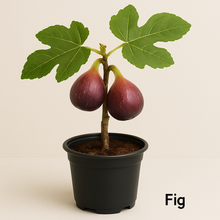 Cargar imagen en el visor de la galería, 🍇 Fig &amp; Grape Bundle (PREORDER)
